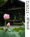 鐘楼とハスの花