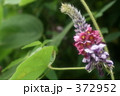 葛の花