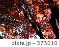もみじの紅葉