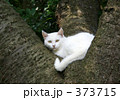 野生のネコ