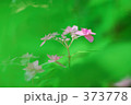 紫陽花