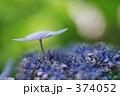 ガクアジサイ