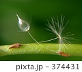 たんぽぽの綿毛