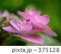 アジサイ　城ヶ崎