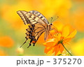 アゲハ
