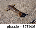 しゃこ