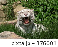 ホワイトタイガー