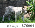 ホワイトタイガー