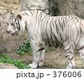 ホワイトタイガー