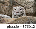 ホワイトタイガー