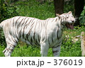 ホワイトタイガー