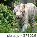 ホワイトタイガー