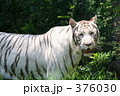 ホワイトタイガー