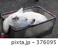ワンコ