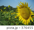 ひまわり