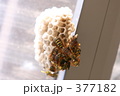 ハチ