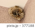 ハチ