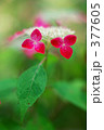 紫陽花　紅