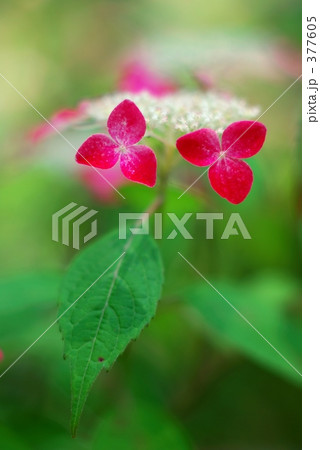 紫陽花 紅 紫陽花 紅