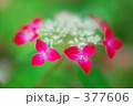 紫陽花 紅 紫陽花 紅