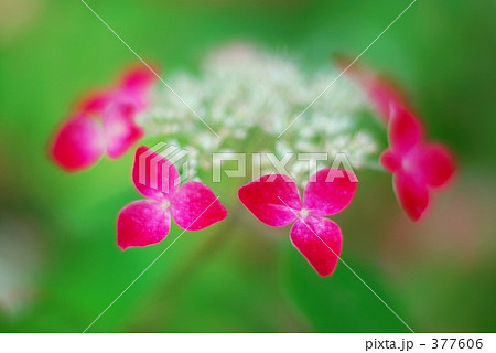 紫陽花 紅 紫陽花 紅