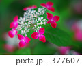 紫陽花　紅