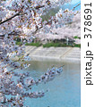 親水公園の桜