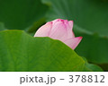 蓮