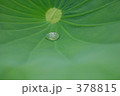蓮