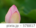 蓮