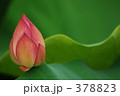 蓮