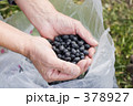 丹波黒豆
