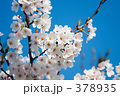 麗か