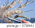 桜と鯉のぼり