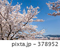 桜日和