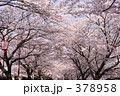 桜のトンネル