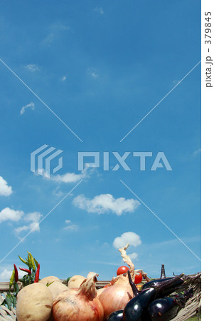 「野菜と自然と青空」の写真素材 「野菜と自然と青空」の写真素材
