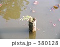 池の中の雑草