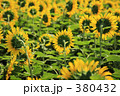 ひまわりの後ろ姿