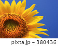ひまわり