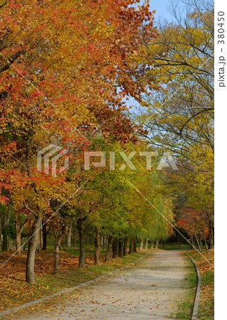 紅葉の並木道 紅葉の並木道