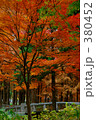 緑と紅葉