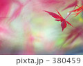 モミジ