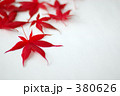 紅葉 落ち葉 もみじ