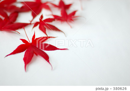 「紅葉 落ち葉 もみじ モミジ 」の写真素材 「紅葉 落ち葉 もみじ モミジ 」の写真素材