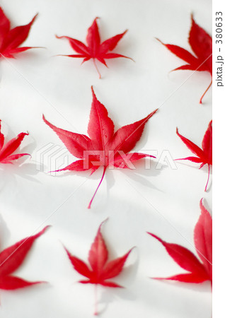 紅葉 もみじ モミジ