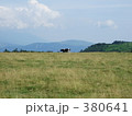牧場の牛