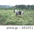 シロツメクサの中の牛