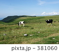 高原の中の牛
