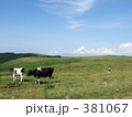 青空と2匹の牛